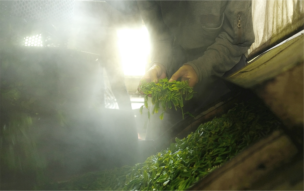 厳選された茶葉