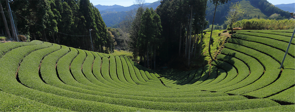 広大な茶畑